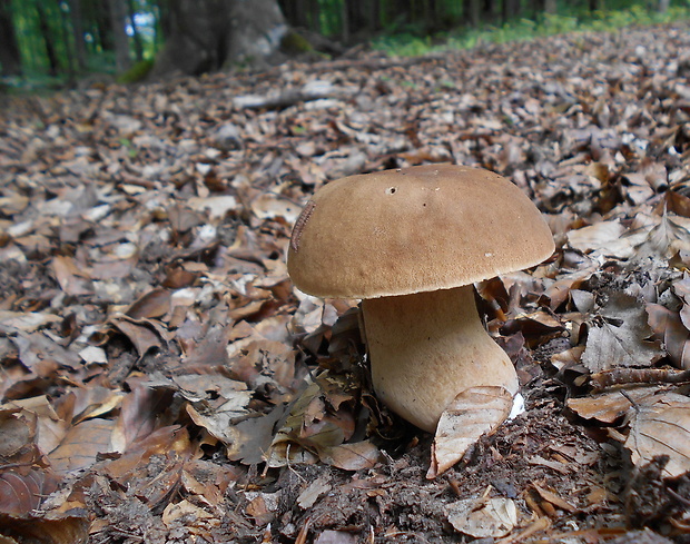 hríb dubový Boletus reticulatus Schaeff.