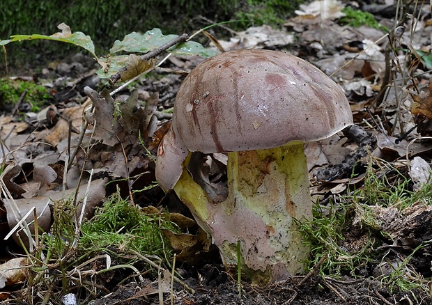 hríb nádherný Butyriboletus fuscoroseus (Smotl.) Vizzini & Gelardi