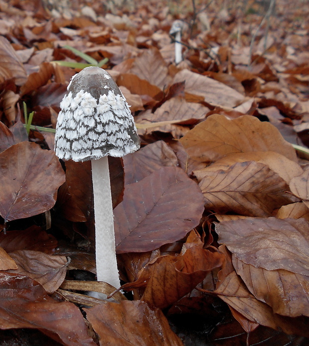 hnojník strakatý Coprinopsis picacea (Bull.) Redhead, Vilgalys & Moncalvo