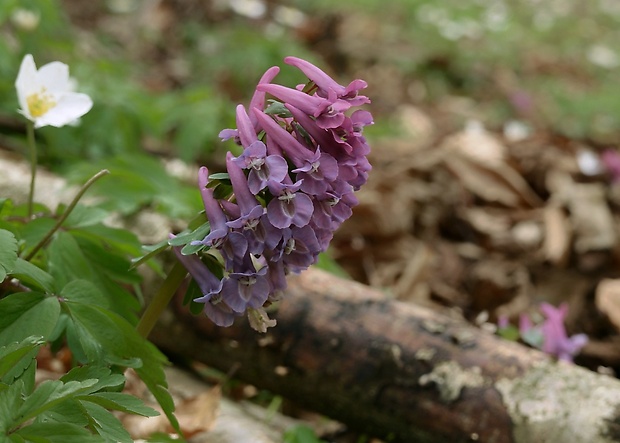 chochlačka plná Corydalis solida (L.) Clairv.