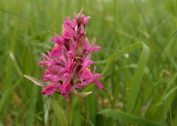 vstavačovec bazový Dactylorhiza sambucina (L.) Soó