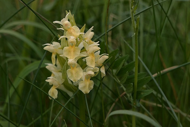 vstavačovec bazový Dactylorhiza sambucina (L.) Soó