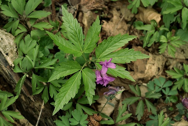 zubačka žliazkatá Dentaria glandulosa Waldst. et Kit. ex Willd.