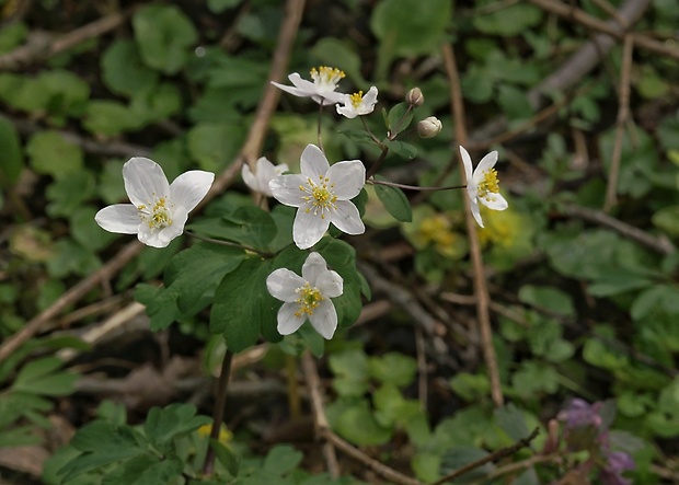 veterník žltuškovitý Isopyrum thalictroides L.