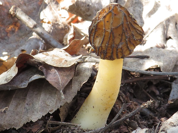 smrčok hybridný Morchella semilibera DC.