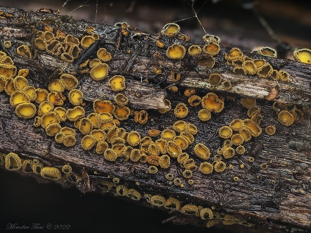 lachnetka vosková Neodasyscypha cerina (Pers.) Spooner