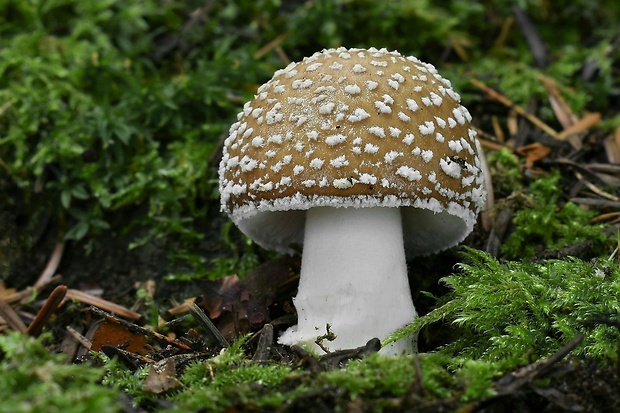 muchotrávka tigrovaná Amanita pantherina (DC.) Krombh.