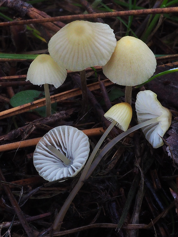 prilbička žltobiela Atheniella flavoalba (Fr.) Redhead, Moncalvo, Vilgalys, Desjardin & B.A. Perry