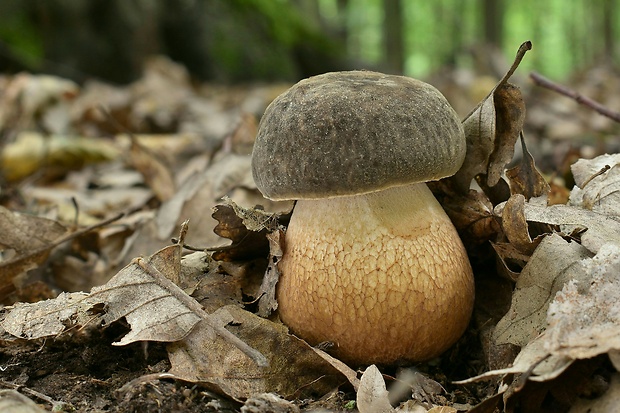 hríb bronzový Boletus aereus Bull. ex Fr.