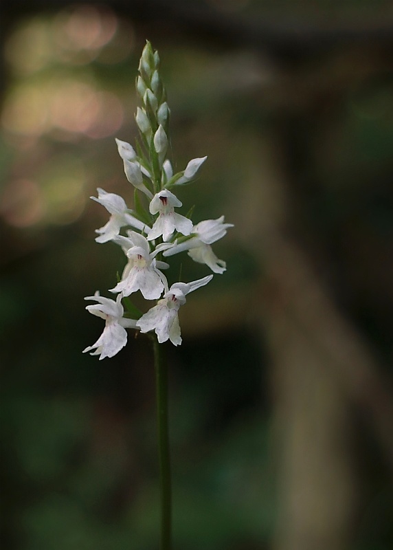 vstavačovec fuchsov pravý Dactylorhiza fuchsii subsp. fuchsii (Druce) Soó