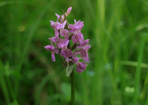 vstavačovec májový pravý Dactylorhiza majalis subsp. majalis (Reincherb.) Hunt & Summerh.