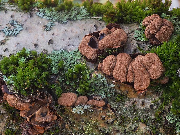 dutinovka otrubnatá Encoelia furfuracea (Roth) P. Karst.