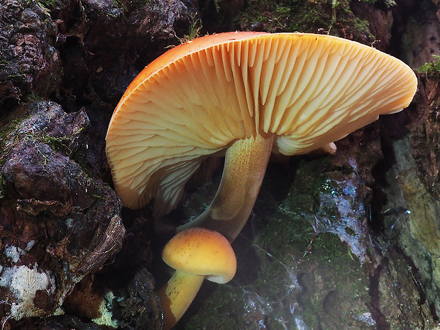 plamienka Flammulina sp.