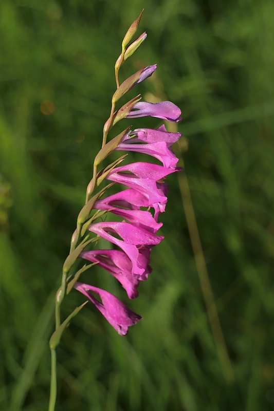 mečík škridlicovitý Gladiolus imbricatus L.