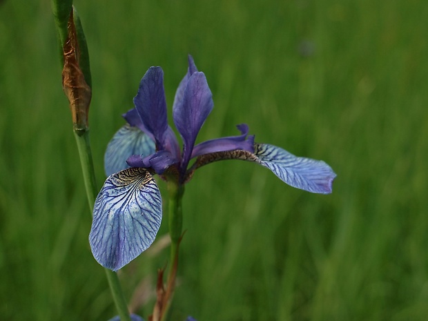 kosatec sibírsky Iris sibirica L.