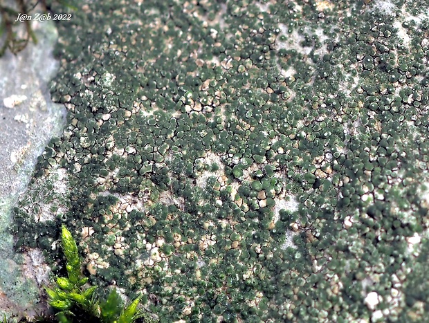 lekanora Lecanora intricata (Ach.) Ach.