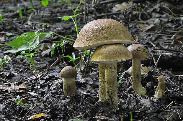 kozák topoľový Leccinum duriusculum (Schulzer ex Kalchbr.) Singer