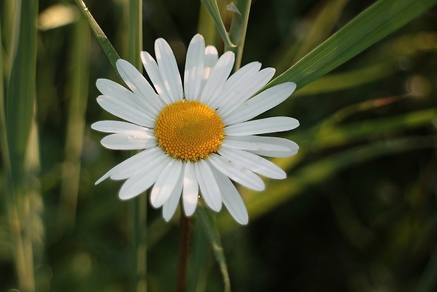 margaréta biela Leucanthemum vulgare Lam.