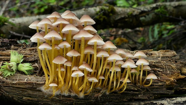 prilbička žltohlúbiková Mycena renati Quél.