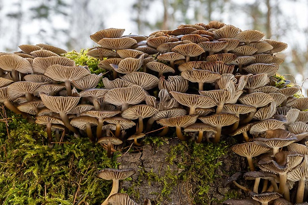 prilbička hnedosivá Mycena tintinnabulum (Paulet) Quél.