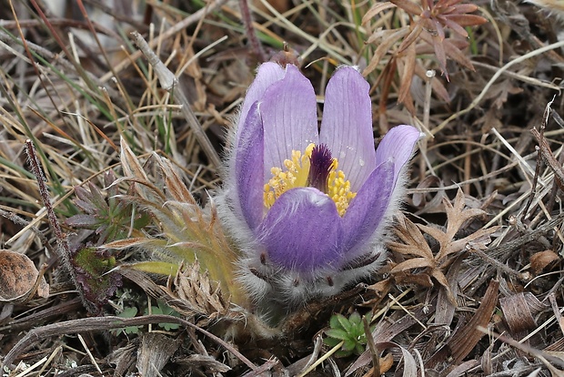 poniklec veľkokvetý Pulsatilla grandis Wender.