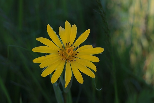 kozobrada lúčna Tragopogon pratensis L.