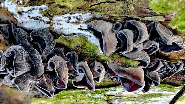 uchovec bazový Auricularia auricula-judae (Bull.) Quél.