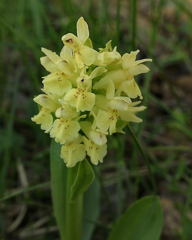 vstavačovec bazový Dactylorhiza sambucina (L.) Soó