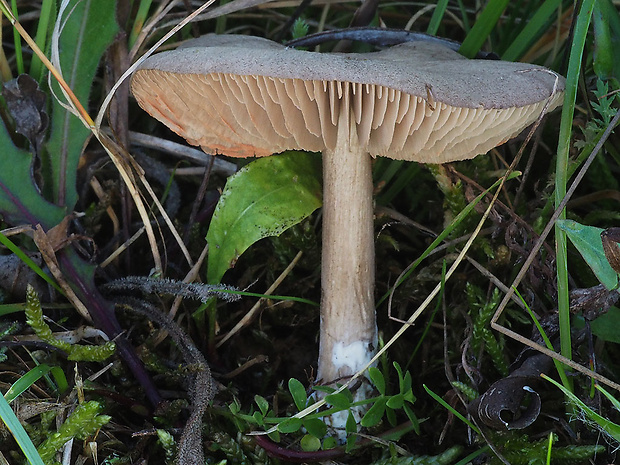 hodvábnica porfýrová Entoloma porphyrophaeum (Fr.) P. Karst.