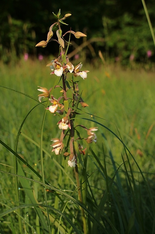 kruštík močiarny Epipactis palustris (L.) Crantz