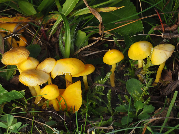 lúčnica vosková Hygrocybe ceracea (Wulfen) P. Kumm.