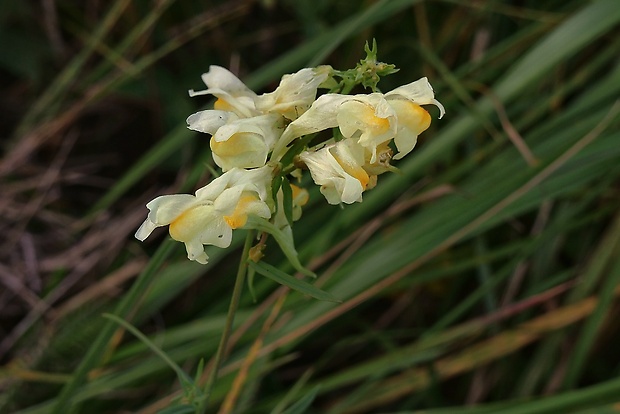 pyštek obyčajný Linaria vulgaris Mill.