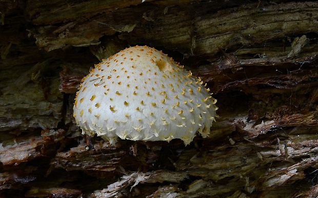 šupinovka bledookrajová Pholiota squarrosoides (Peck) Sacc.