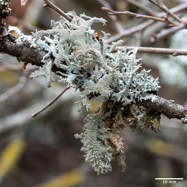 pakonárnik otrubový Pseudevernia furfuracea var. furfuracea (L.) Zopf