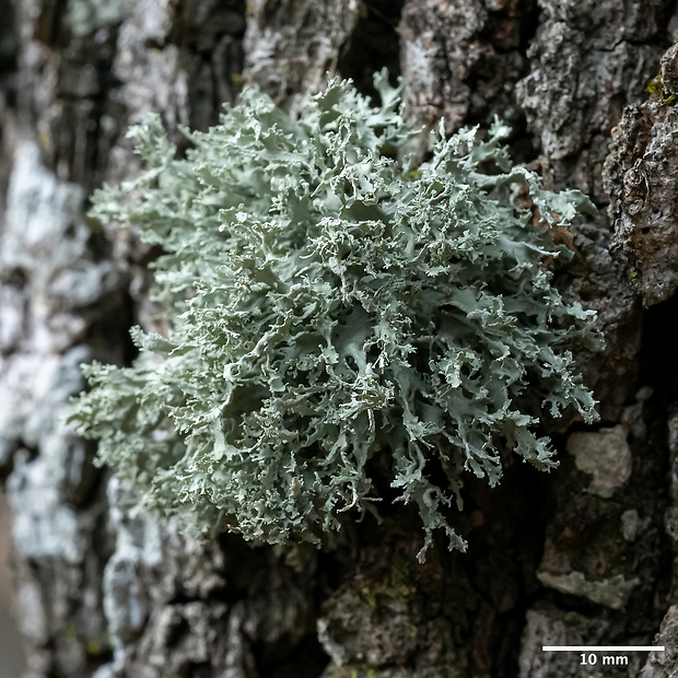 stužkovec pomúčený Ramalina farinacea (L.) Ach.