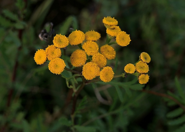 vratič obyčajný Tanacetum vulgare L.