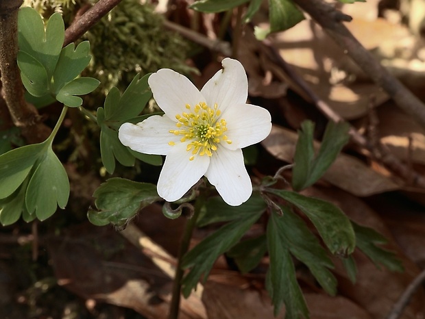 veternica hájna Anemone nemorosa L.