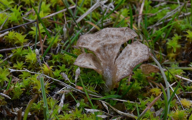 rebrovička lopatkovitá Arrhenia spathulata (Fr.) Redhead