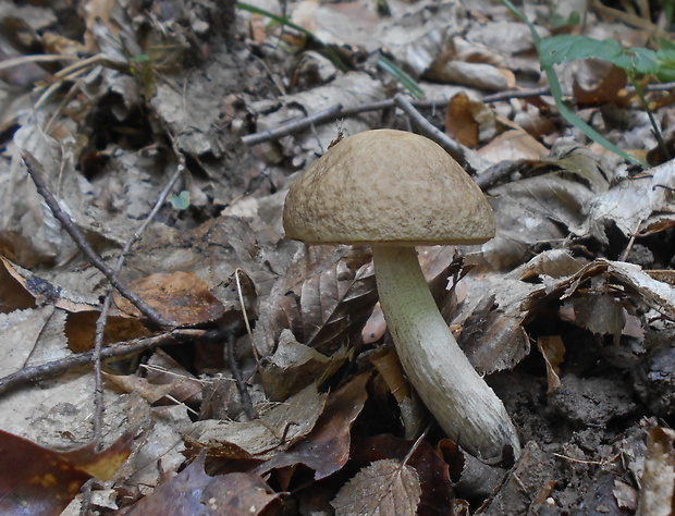 kozák hrabový Leccinum pseudoscabrum (Kallenb.) Šutara