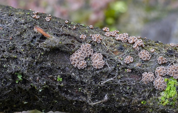 padrobnica Merismodes sp.