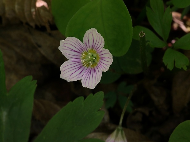 kyslička obyčajná Oxalis acetosella L.