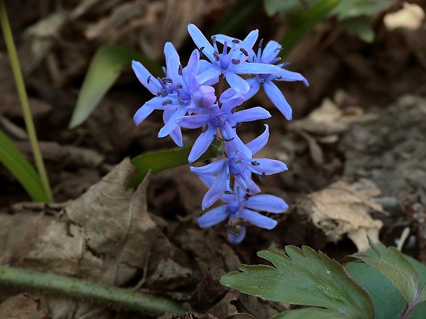 scila karpatská Scilla kladnii Schur