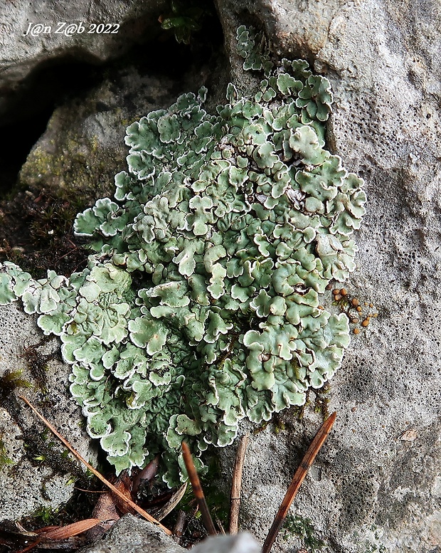 skvamarína chrupkovitá Squamarina cartilaginea var. cartilaginea (With.) P. James