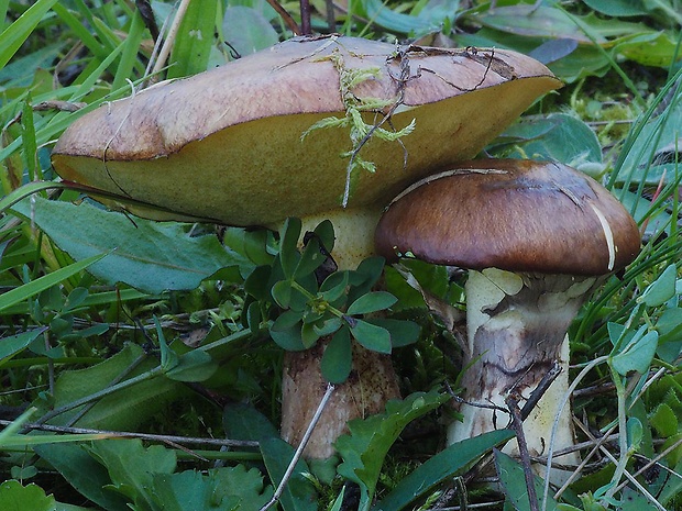 masliak obyčajný Suillus luteus (L.) Roussel