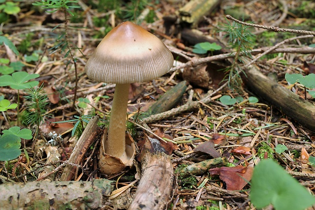 muchotrávka Amanita sp.