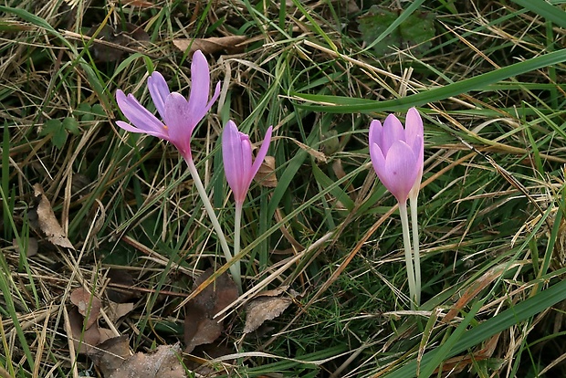 jesienka obyčajná Colchicum autumnale