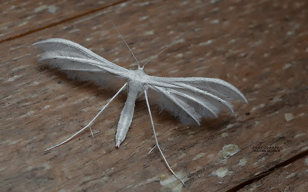 pierkavec povojový Pterophorus pentadactyla