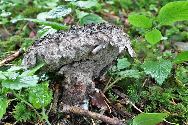 šiškovec šupinatý Strobilomyces strobilaceus (Scop.) Berk.