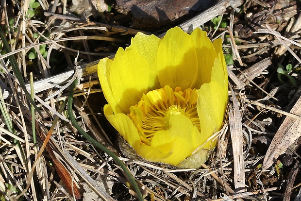 hlaváčik jarný Adonis vernalis L.