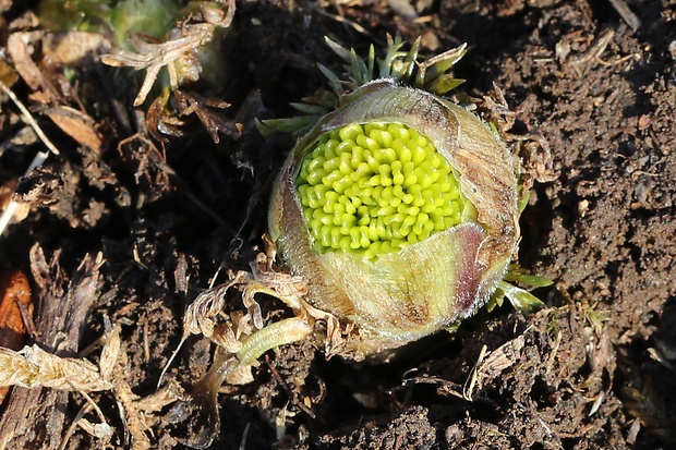 hlaváčik jarný Adonis vernalis L.